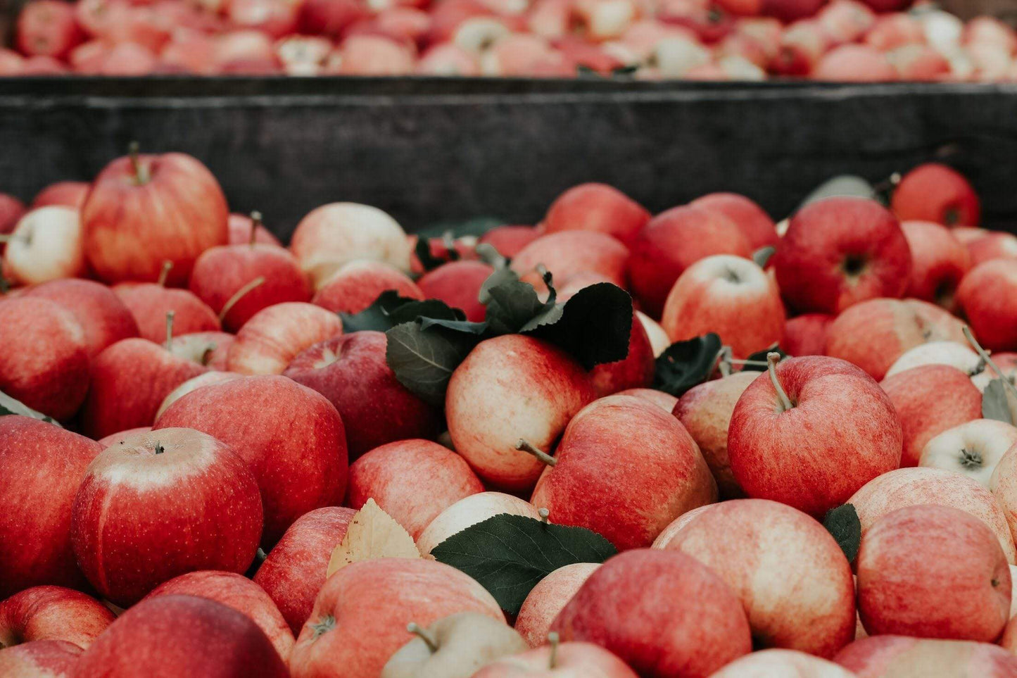 What Can Apple Cider Vinegar Do For You? - Twenty First Century Herbs